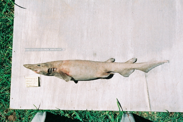 (Apristurus Garman, 1913) Род Апристурусы, Чёрные кошачьи акулы, Genus